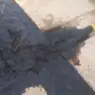 حقيقة السائل الأسود الذي أثار الجدل بإقليم تارودانت.. بئر قديم للتنقيب عن النفط وراء الواقعة