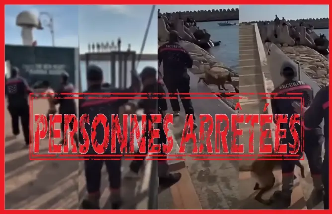 فيديو تحريض كلب على أطفال يطيح بشخصين بأكادير