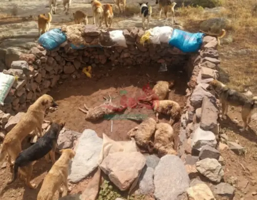نفوق أكثر من 15 رأسا من الأغنام جراء هجوم للكلاب الضالة بإقليم ورزازات