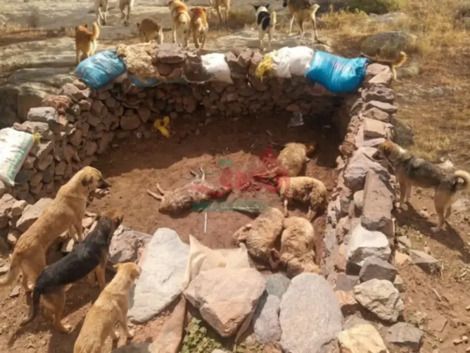 نفوق أكثر من 15 رأسا من الأغنام جراء هجوم للكلاب الضالة بإقليم ورزازات