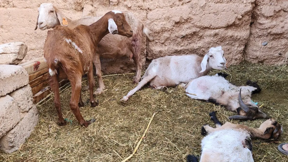 ورزازات.. هجوم جديد للكلاب الضالة بـ “إدلسان” ينهي حياة أغنام ودواجن (صور)