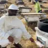 خطر الدبور الآسيوي والشرقي على المناحل
