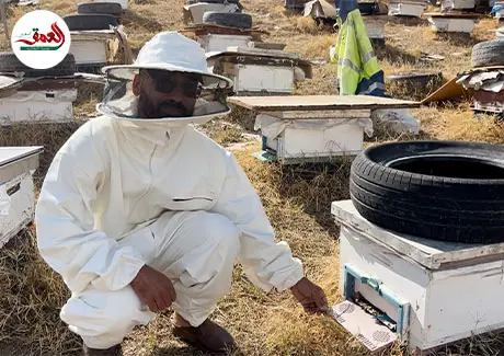خطر الدبور الآسيوي والشرقي على المناحل