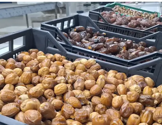 واحات عرب الصباح غريس.. إنتاج وفير من التمور رغم الجفاف ورهان على تثمين المنتوج المحلي (فيديو)