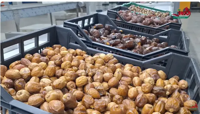 واحات عرب الصباح غريس.. إنتاج وفير من التمور رغم الجفاف ورهان على تثمين المنتوج المحلي (فيديو)