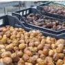 واحات عرب الصباح غريس.. إنتاج وفير من التمور رغم الجفاف ورهان على تثمين المنتوج المحلي (فيديو)