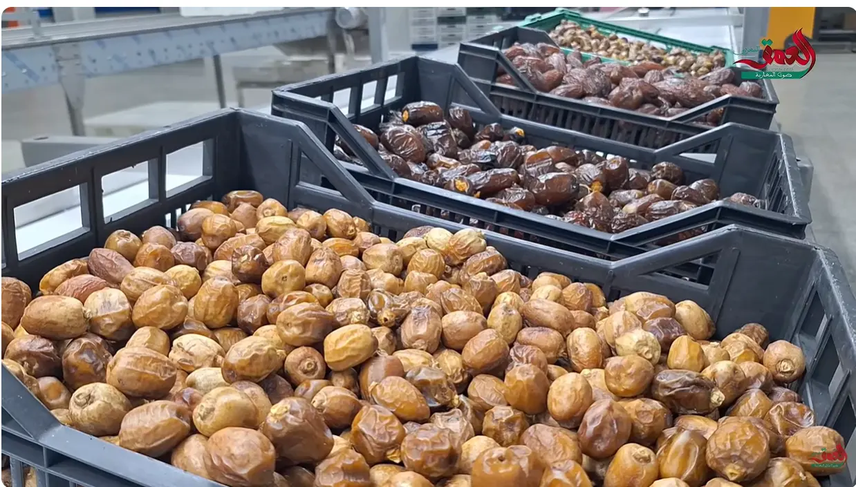 واحات عرب الصباح غريس.. إنتاج وفير من التمور رغم الجفاف ورهان على تثمين المنتوج المحلي (فيديو)