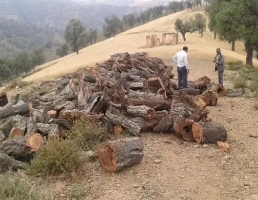 ميدلت.. ساكنة توفنيت تطالب بتدخل عاجل لتوفير حطب التدفئة مع اشتداد موجة البرد