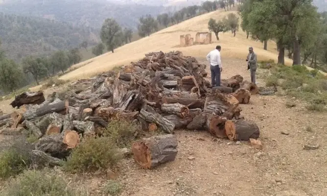 حطب التدفئة تونفيت ميدلت